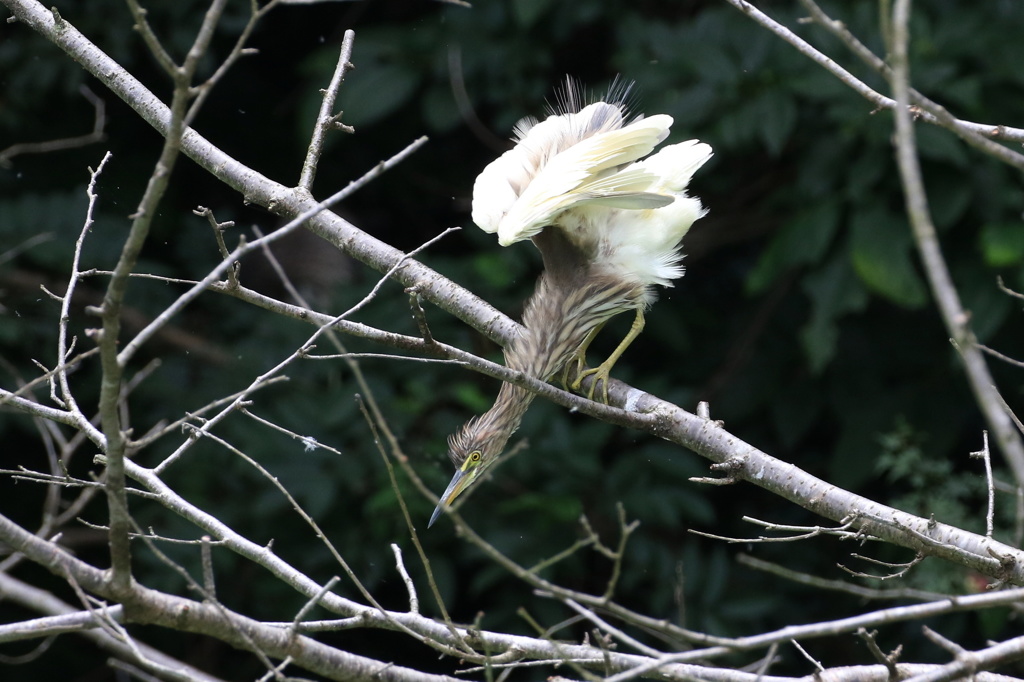 花が咲いた様に