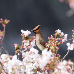 緋桜お連さん③