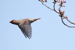 緋桜～連ちゃん飛ぶ～