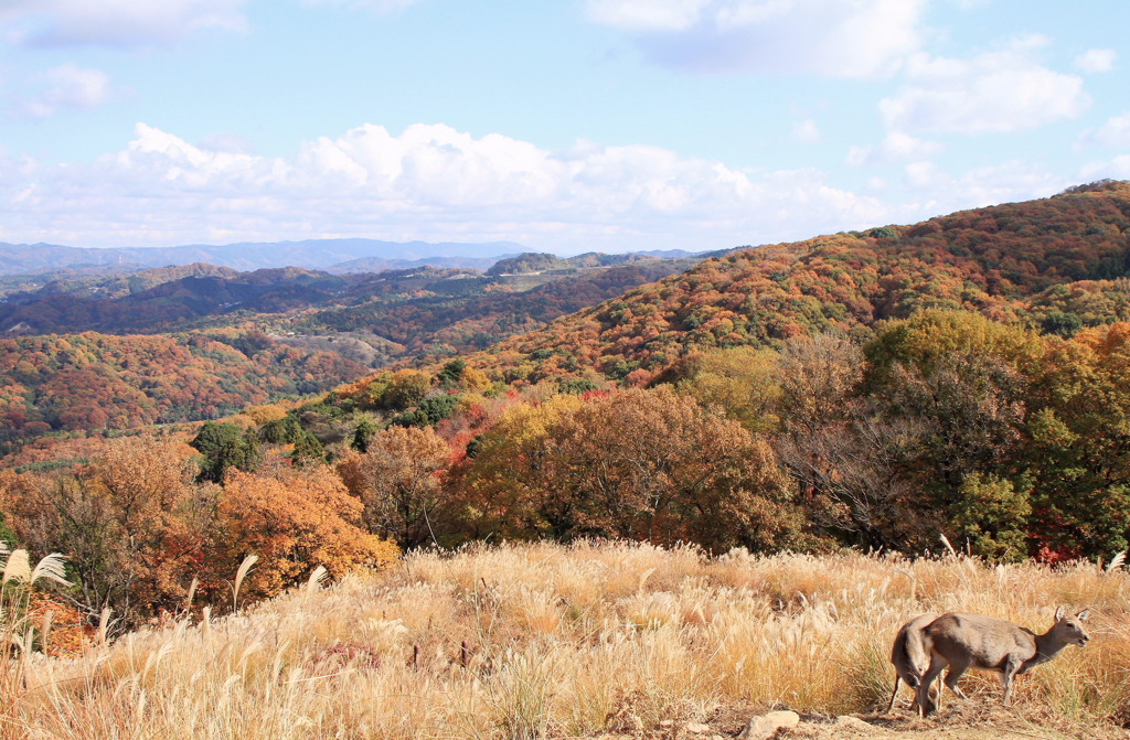連山紅葉