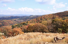 連山紅葉