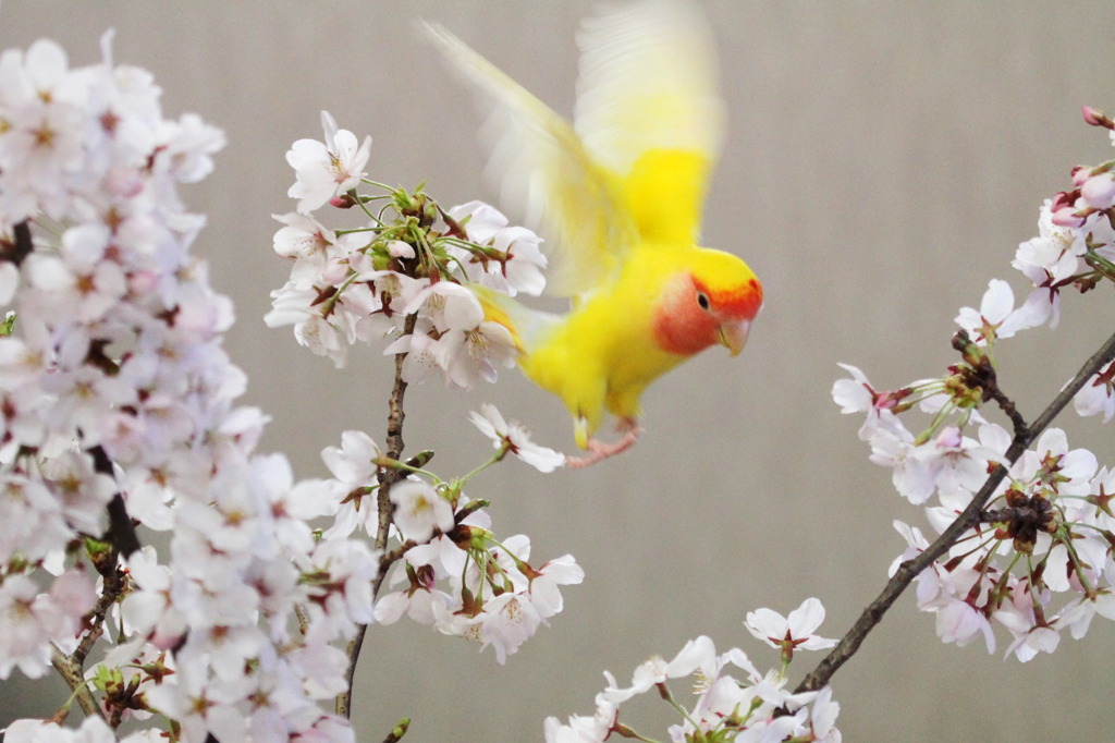 黄桜～ピーちゃん飛ぶ～