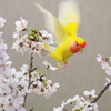 黄桜～ピーちゃん飛ぶ～