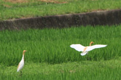 アマサギの飛来