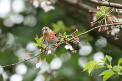 桜花の後にはアトリ①
