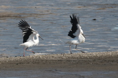 コウノトリのじゃれ合い①