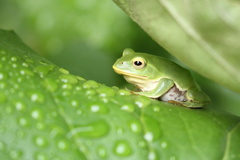 雨上がりのアオガエル