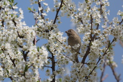 花に埋もれるアカマシコ姫