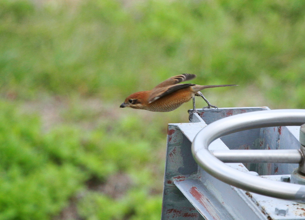 小さなハンター　ロックオン