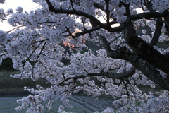 家窓の朝桜