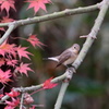 紅葉にニシオジロビタキ