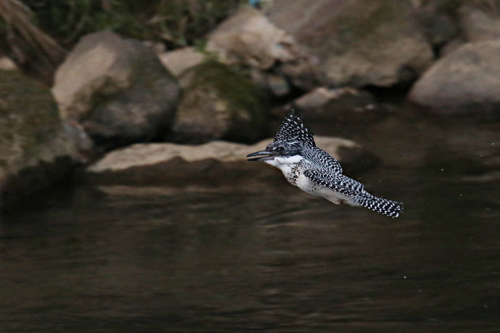 ヤマセミの飛び姿②