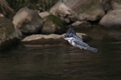ヤマセミの飛び姿②
