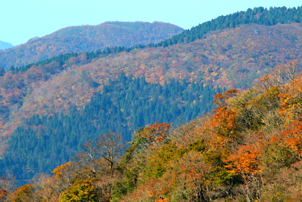 伊吹山の紅葉