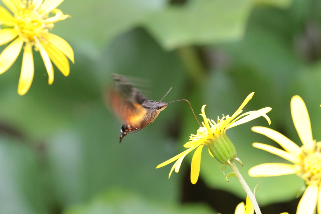 ツワ蕗にホウジャク