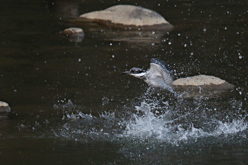 ヤマセミの突っ込み②