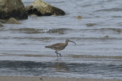 河川のチュウシャクシギ
