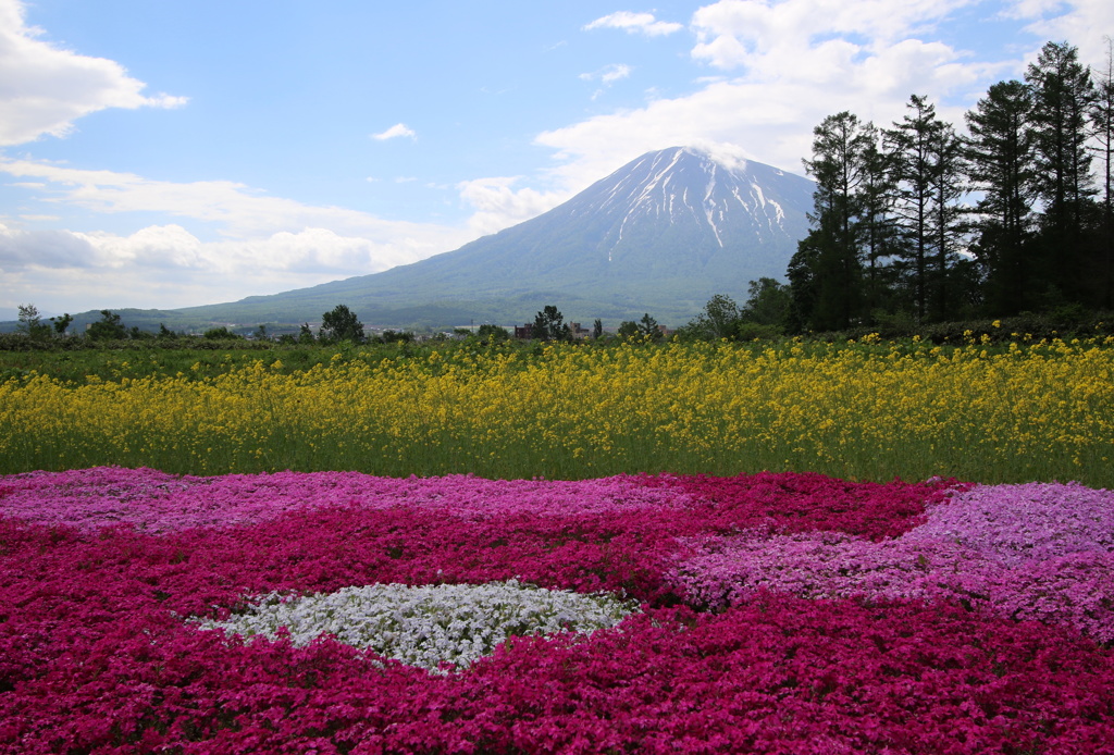 羊蹄山と芝桜