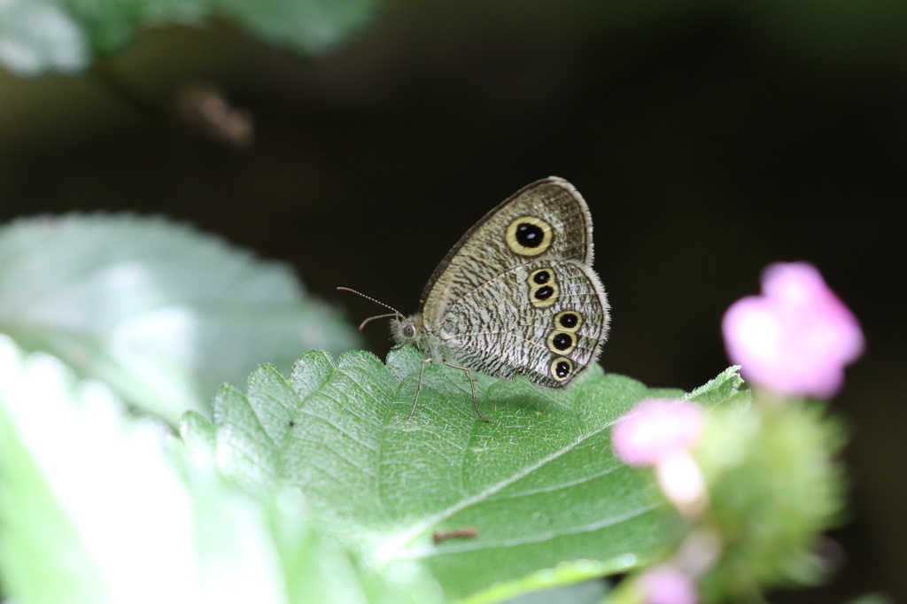 ウラナミジャノメ