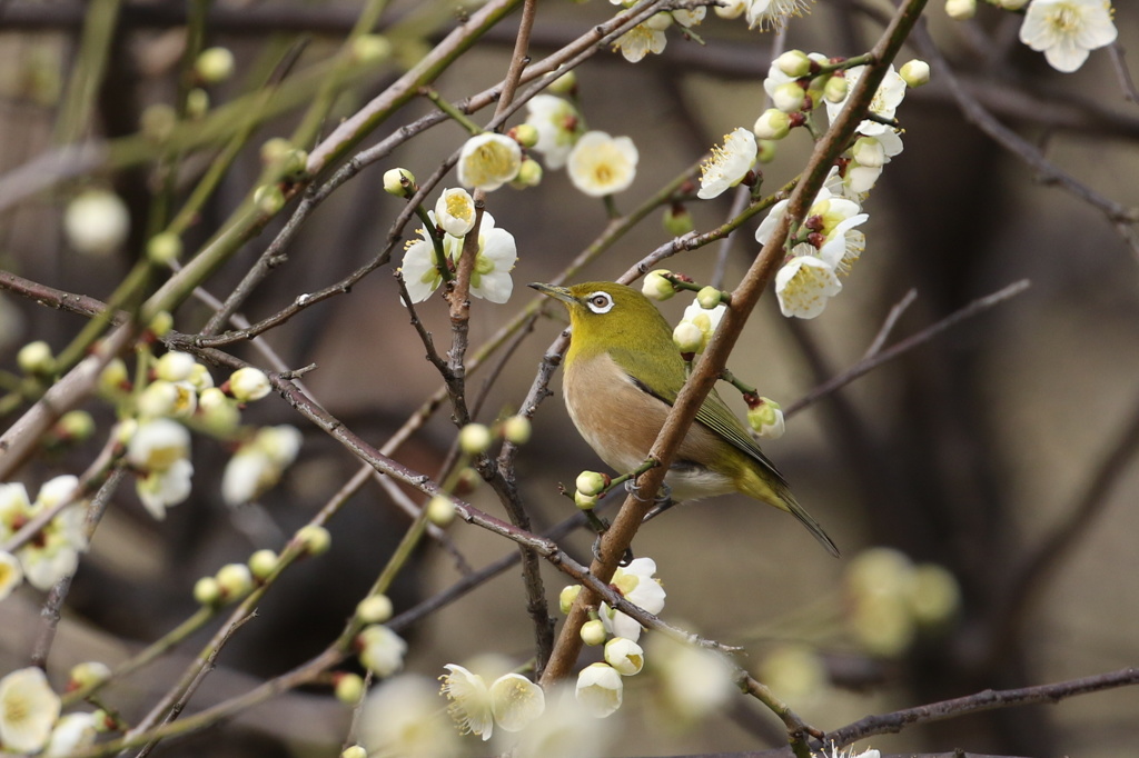 梅にメジロ②