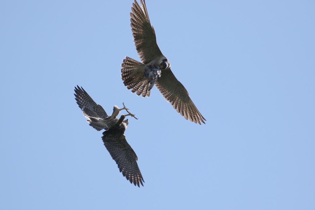 ハヤブサの空中餌渡し①