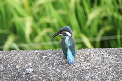 家窓のカワセミ