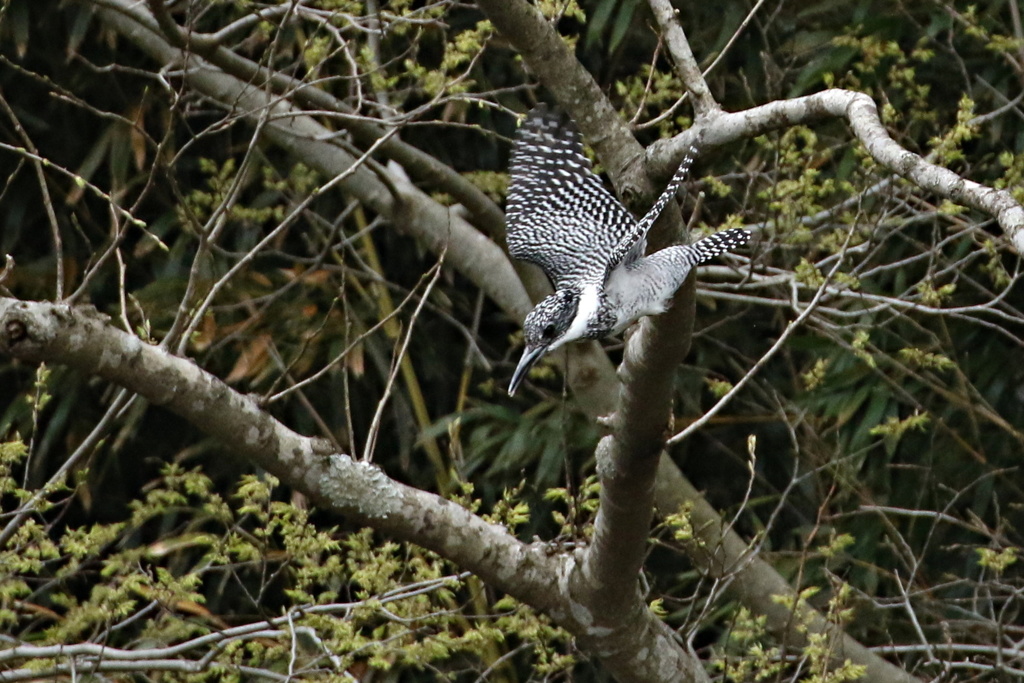 ヤマセミの飛出し