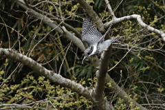 ヤマセミの飛出し