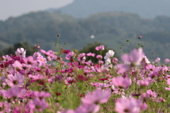 秋三題～山間のコスモス～