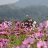 秋三題～山間のコスモス～