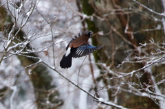 雪中の飛翔