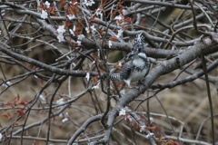 山桜にヤマセミ