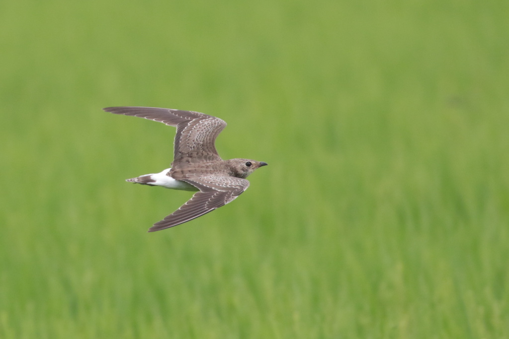 若ツバメチドリの背打ち