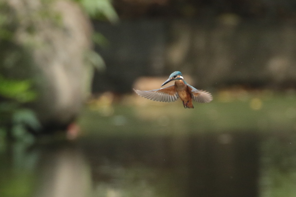 兄のお手本～ホバ～