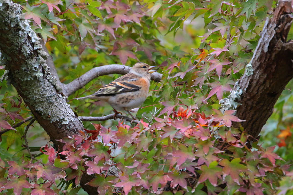 アトリは紅葉がお好き