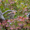 アトリは紅葉がお好き