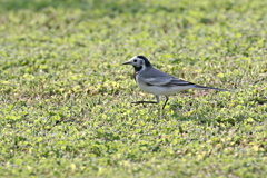 珍鳥のシベリアハクセキレイ