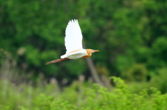 アマサギの飛翔