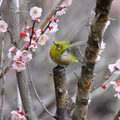 試し撮り②　メジロさんの羽ばたき