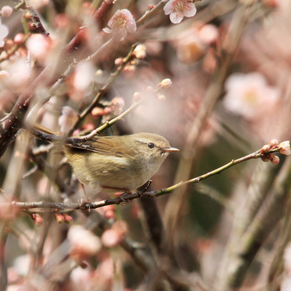 本物の梅にウグイスだよ By Tossyi Id 写真共有サイト Photohito