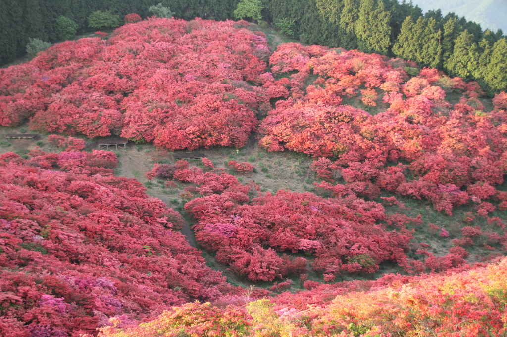 葛城山のつつじ③
