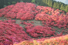 葛城山のつつじ③