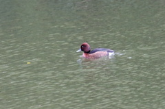 迷鳥のメジロガモ