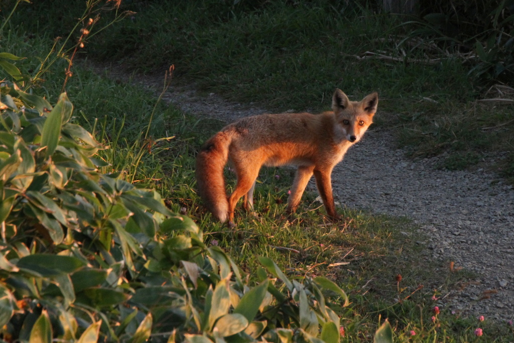 夕暮れのキタキツネ