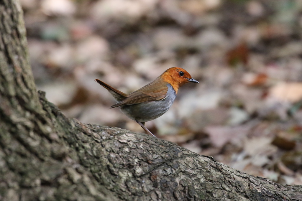 駒鳥の得意ポーズ