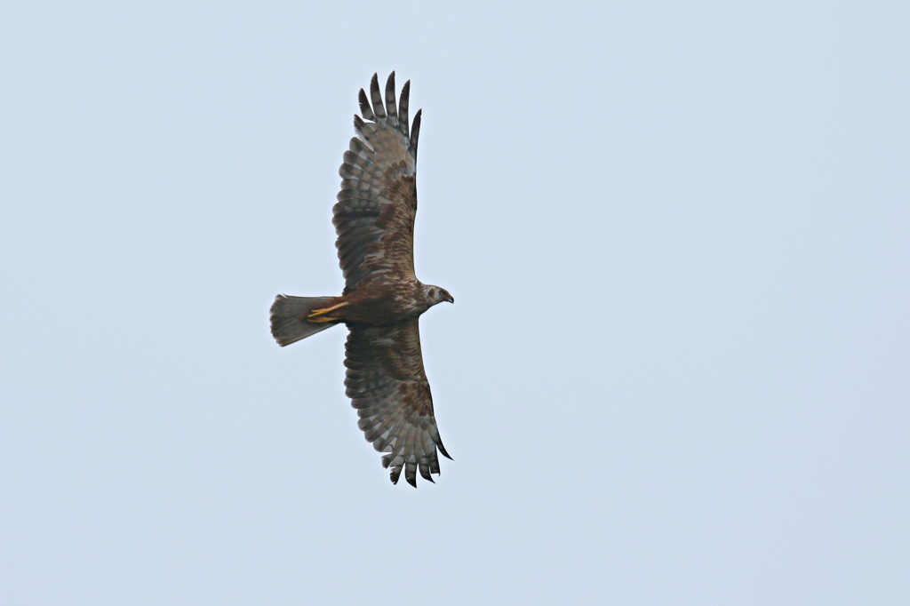 父チュウヒの勇姿