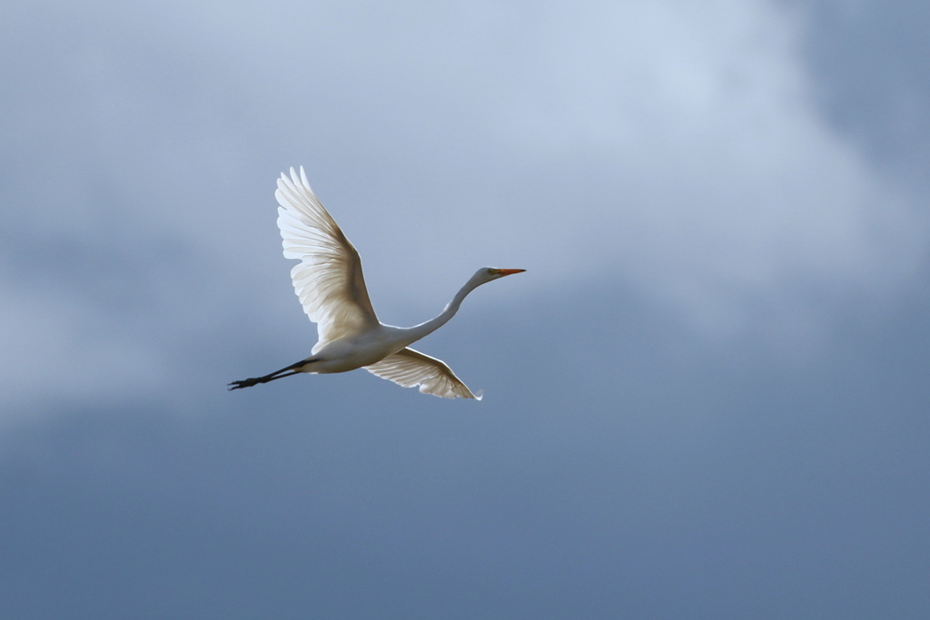 天空のアマサギ