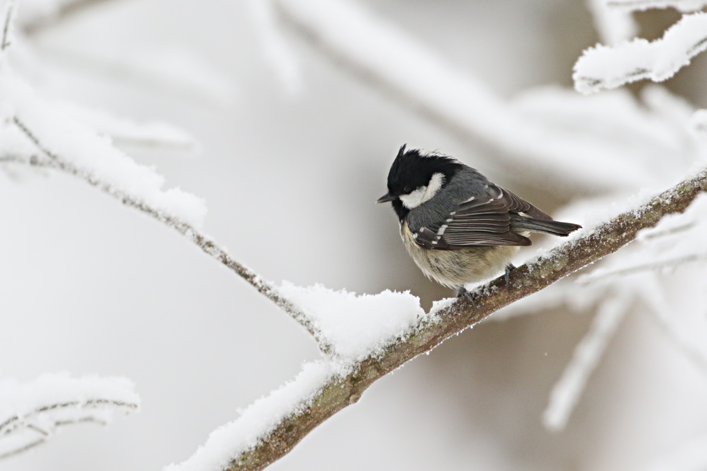 雪山の日雀