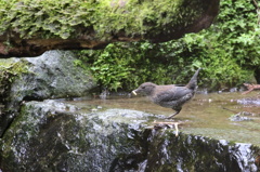 お食事中のカワガラス お食事中のカワガラス
