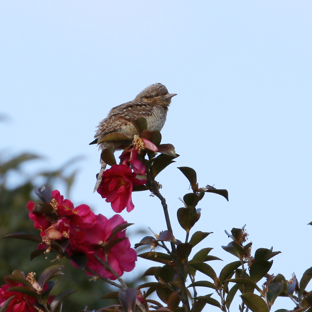 山茶花にアリスイ